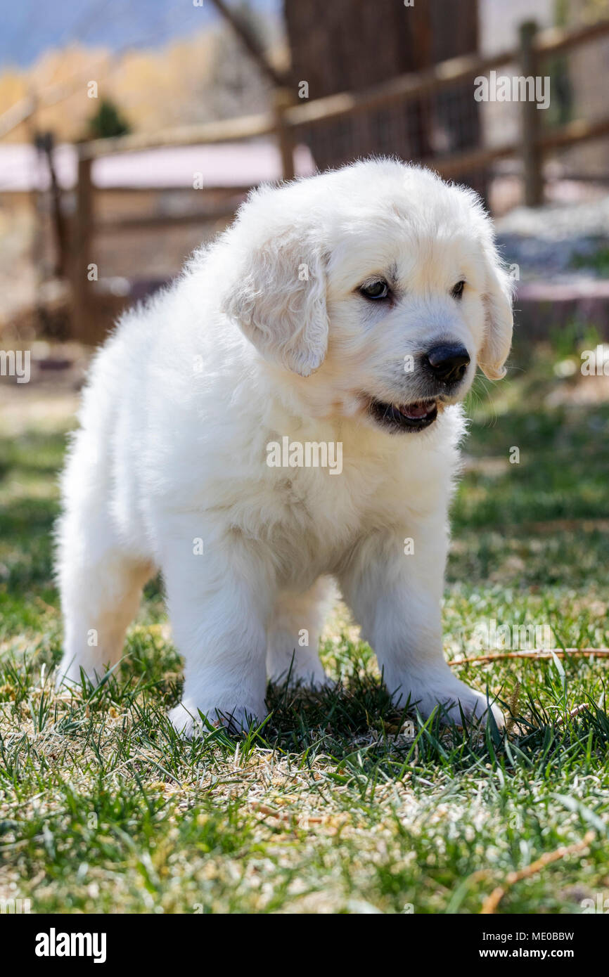 platinum golden retrievers