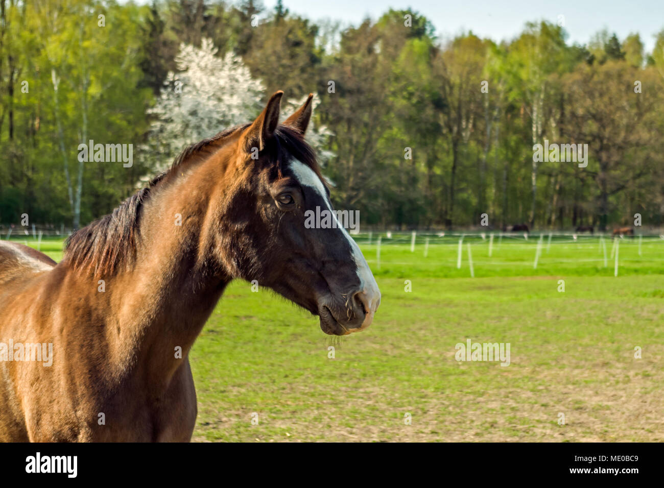 Young chestnut mare horse with white patch on its forehead the pasture observes the surroundings. Public ground in Zabrze, Silesian Upland, Poland. Stock Photo