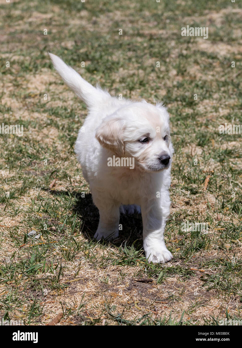 6 week old Platinum, or Cream colored Golden Retriever puppy Stock Photo