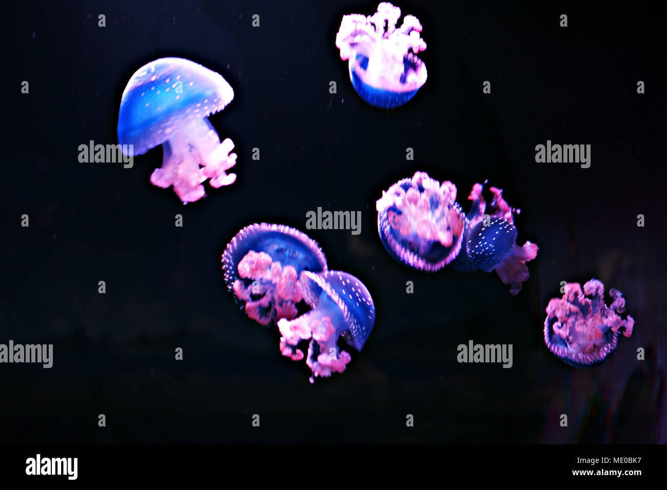 White-spotted Jellyfishs (Phyllorhiza punctata) in the Oceanarium of Madrid, Spain Stock Photo