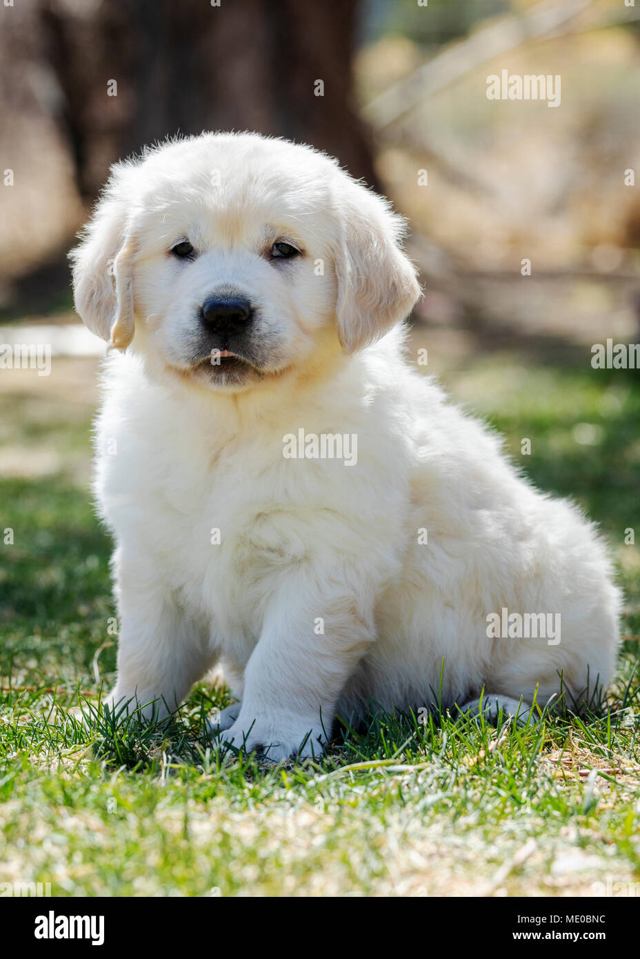 golden retriever cream colour