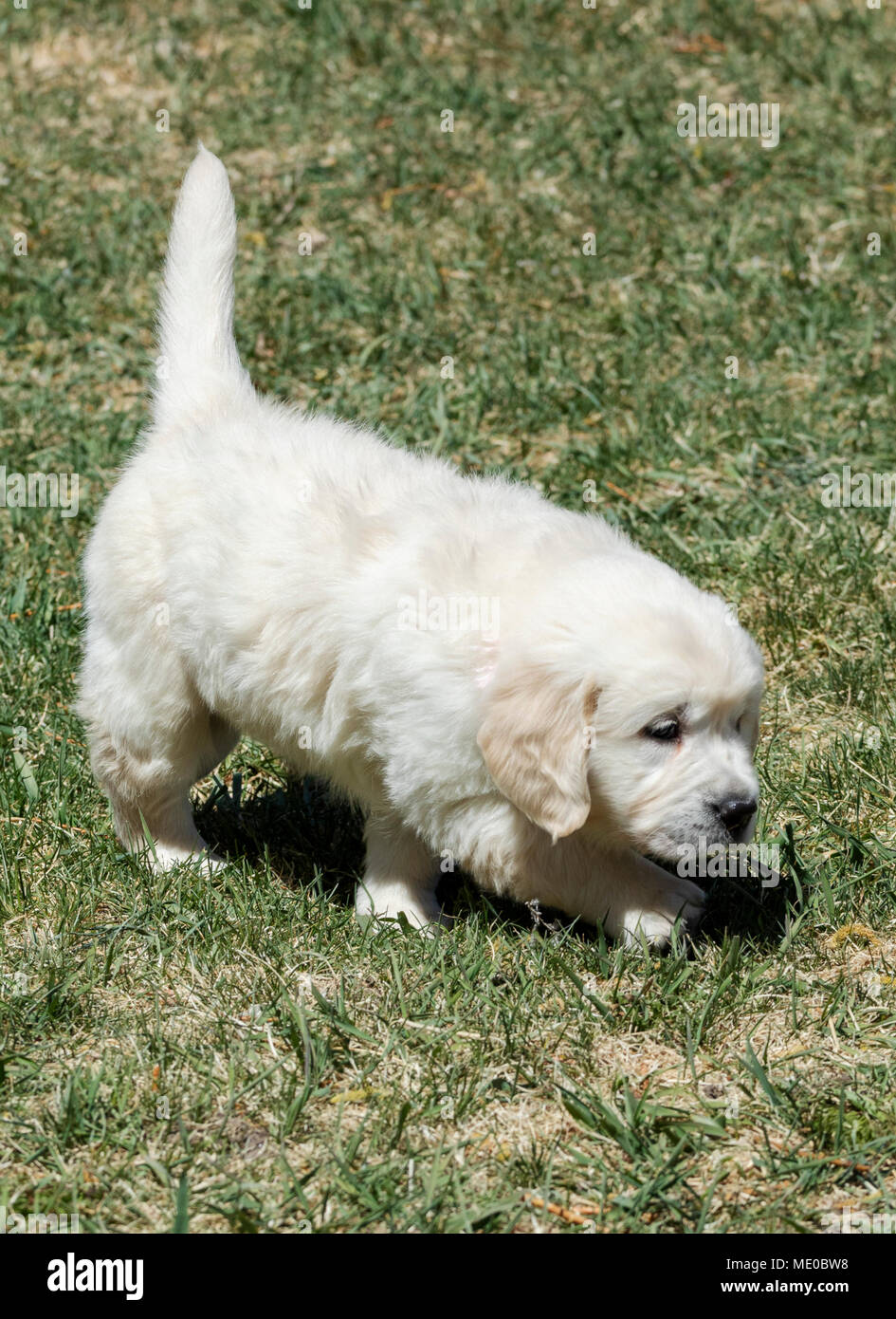 6 week old Platinum, or Cream colored Golden Retriever puppy Stock Photo