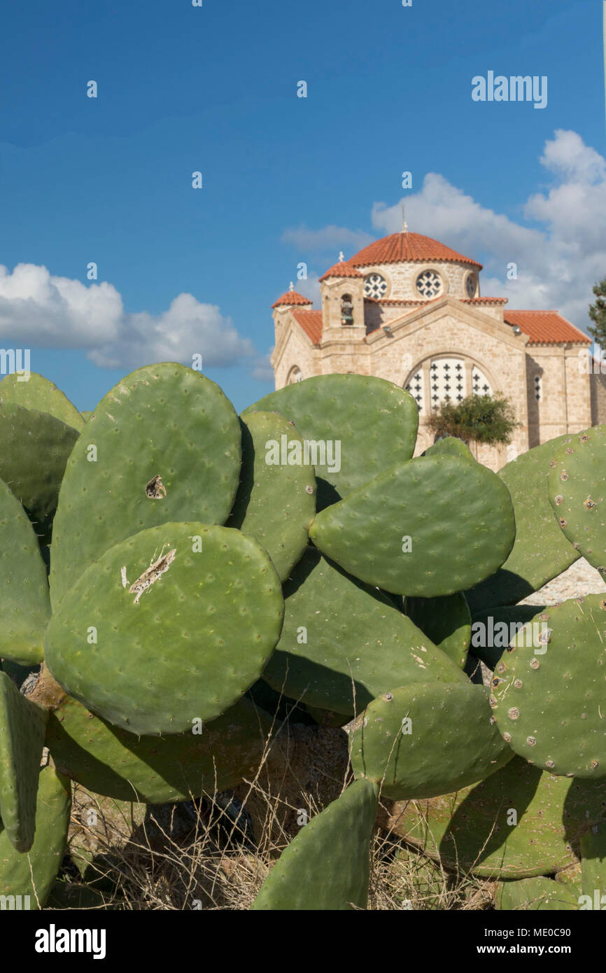 Prickly pear cactus paddles in front of agios gergios church, paphos, mediterranean island of cyprus, europe Stock Photo