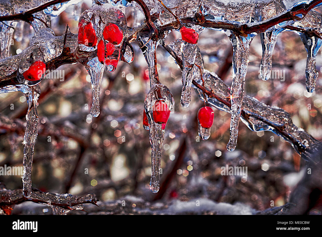 Frozen red berries after freezing rain storm, Eastern Ontario, Canada Stock Photo