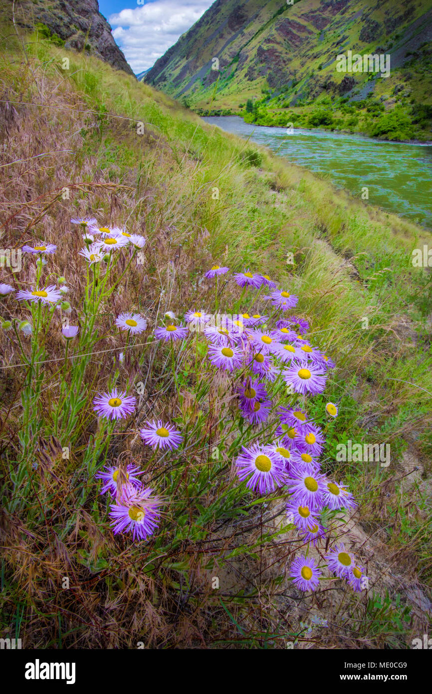 Fleabane, Hells Canyon, Snake River, deepest gorge in North America (7900 feet), forms the border of Idaho and Oregon. Photographer Norton led the fig Stock Photo
