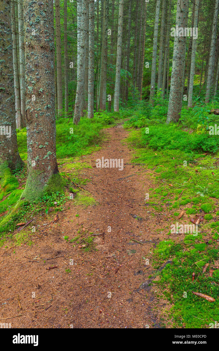 Trail through forest at Waldhauser in the Bavarian Forest National Park in Bavaria, Germany Stock Photo
