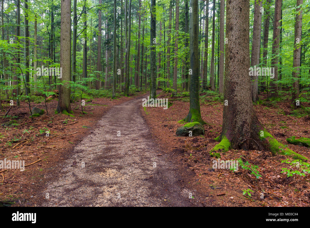 Trail through forest after rain at Spiegelau in the Bavarian Forest National Park in Bavaria, Germany Stock Photo