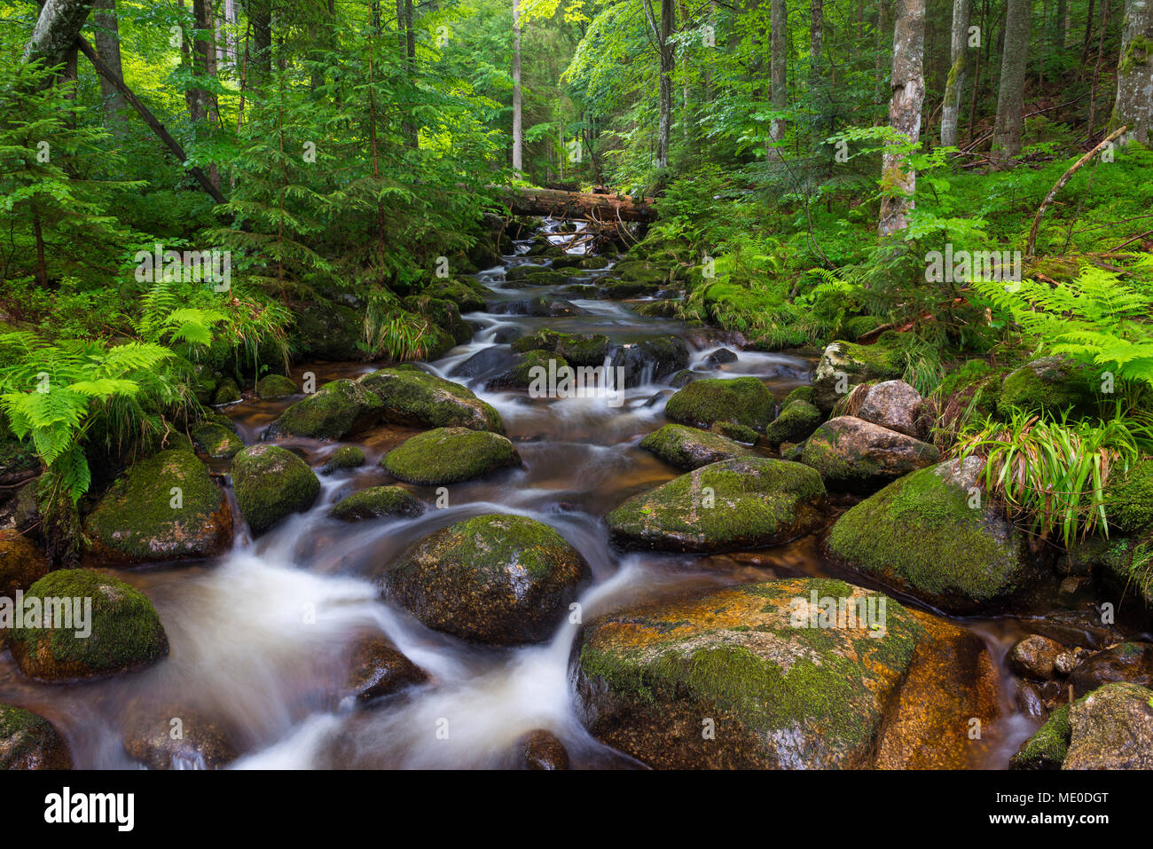 Mountain stream after rain at Kleine Ohe at Waldhauser in the Bavarian Forest National Park in Bavaria, Germany Stock Photo
