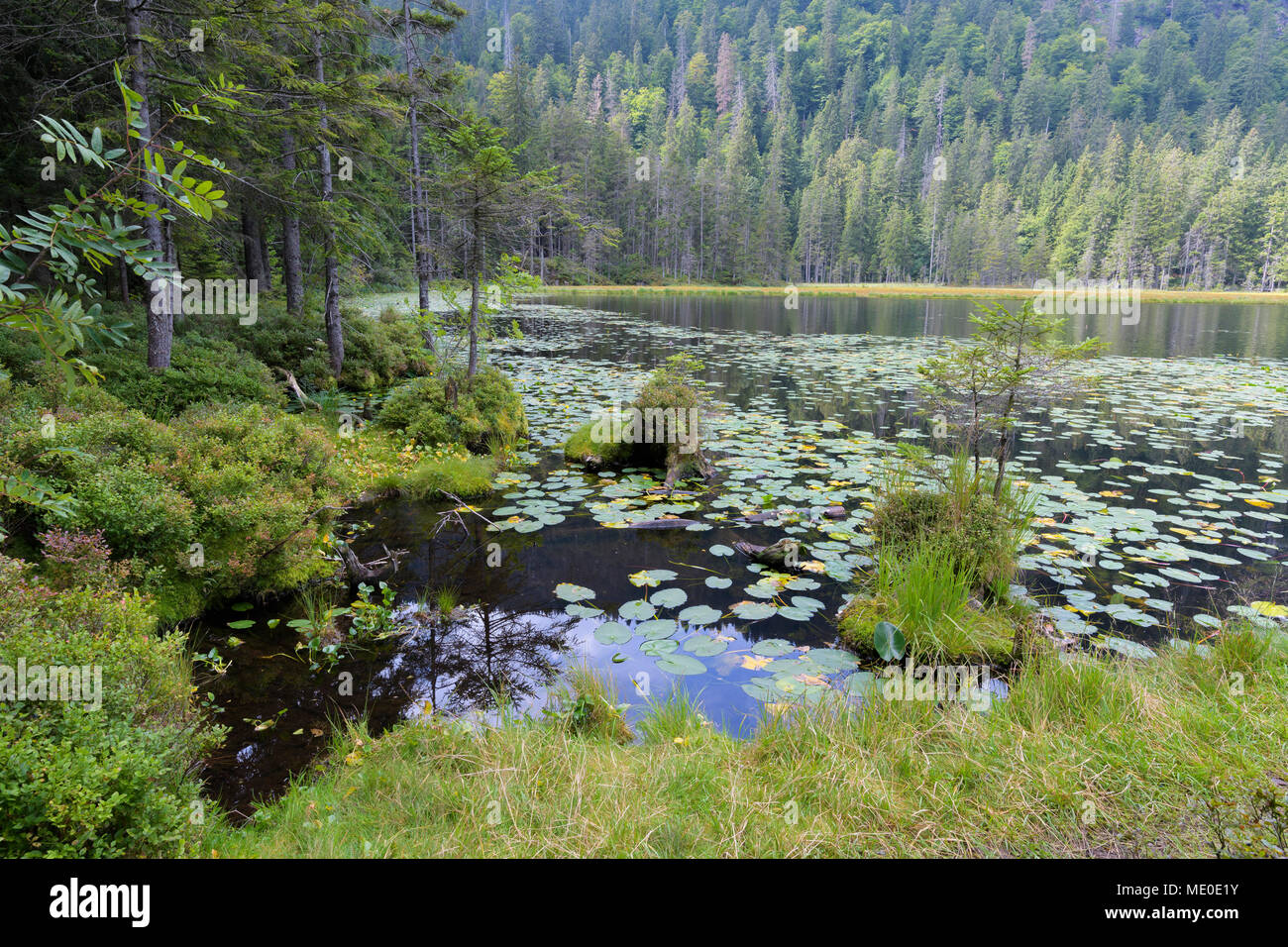 Water lily leaves on Lake Grosser Arbersee in summer at Bayerisch Eisenstein in the Bavarian Forest in Bavaria, Germany Stock Photo