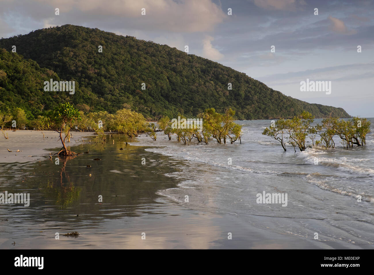 Mangrove trees in surf on beach at Cape Tribulation in the Daintree National Park in Queensland, Australia Stock Photo