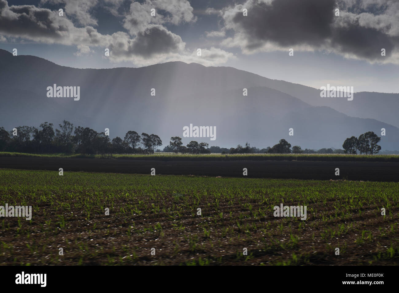 Newly planted crop in field and mountain range with crepuscular sunrays outside Cairns in Queensland, Australia Stock Photo