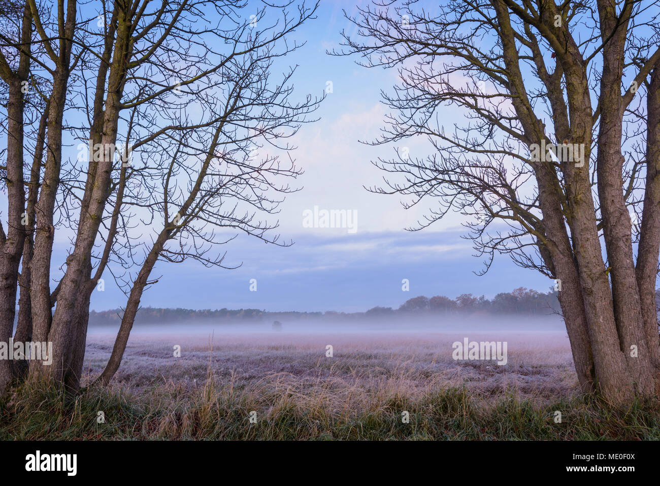 Bare trees and misty meadow in Autumn at dawn in Hesse, Germany Stock Photo