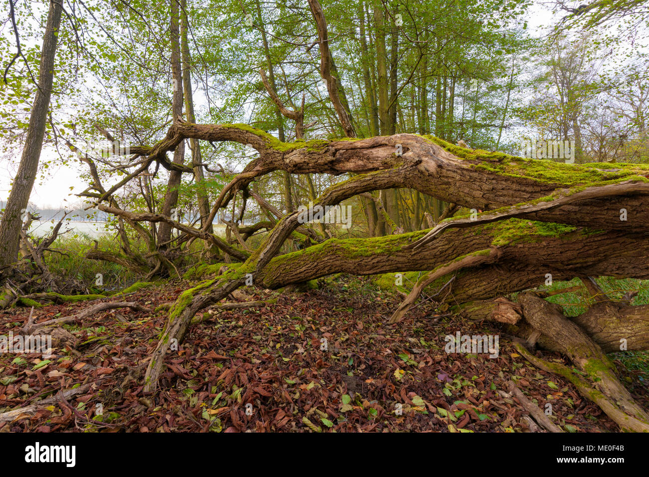Close-up of old, fallen oak tree in forest in Autumn in Hesse, Germany Stock Photo