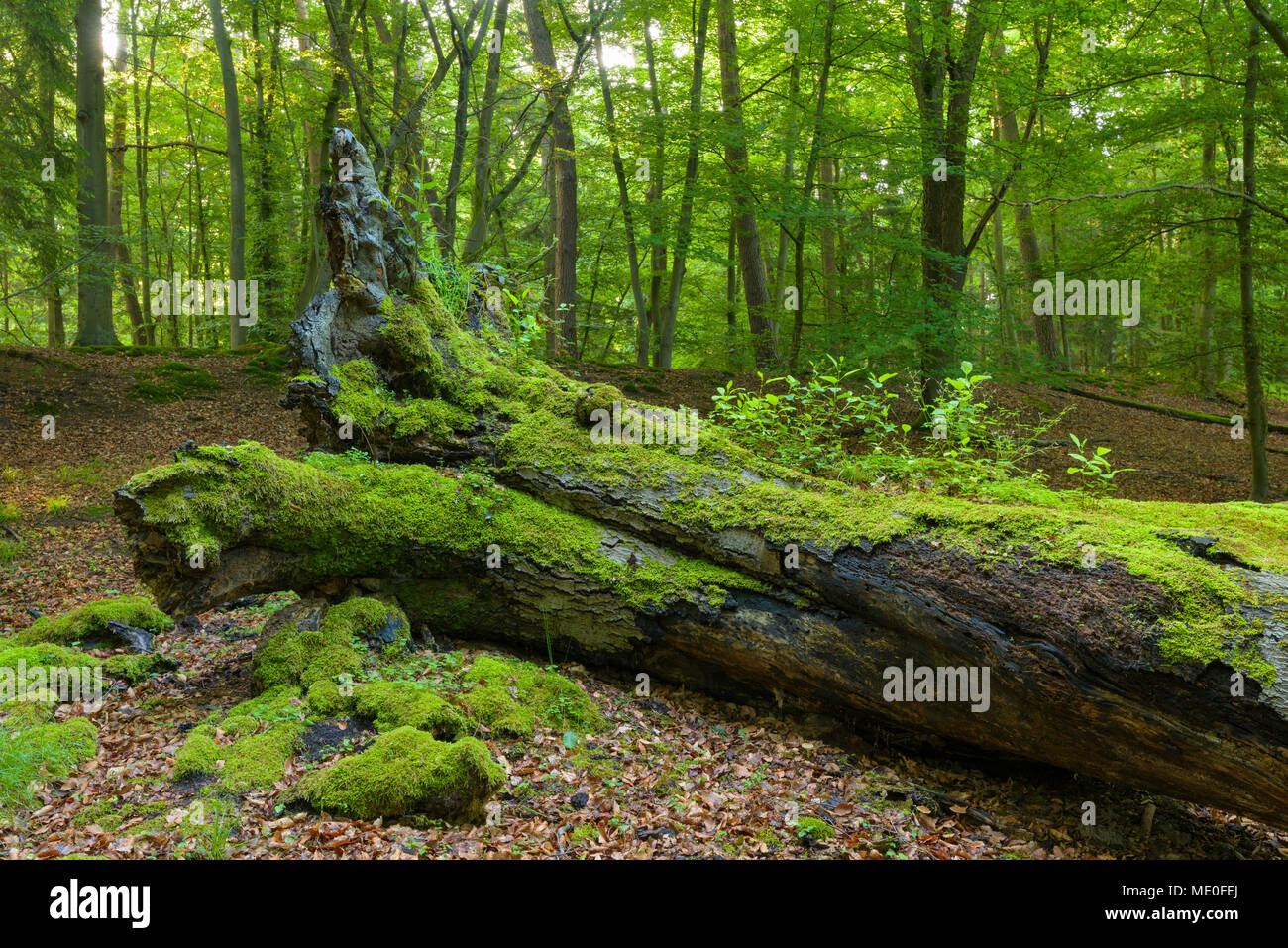 Old, fallen tree trunk covered in moss in forest in Hesse, Germany Stock Photo