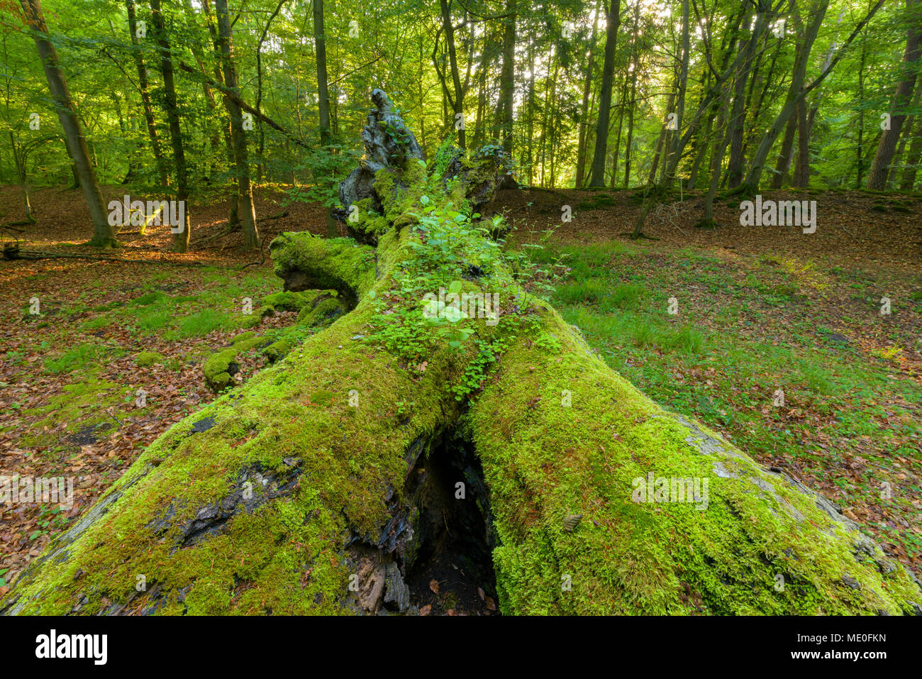 Ground level point of view hi-res stock photography and images - Alamy