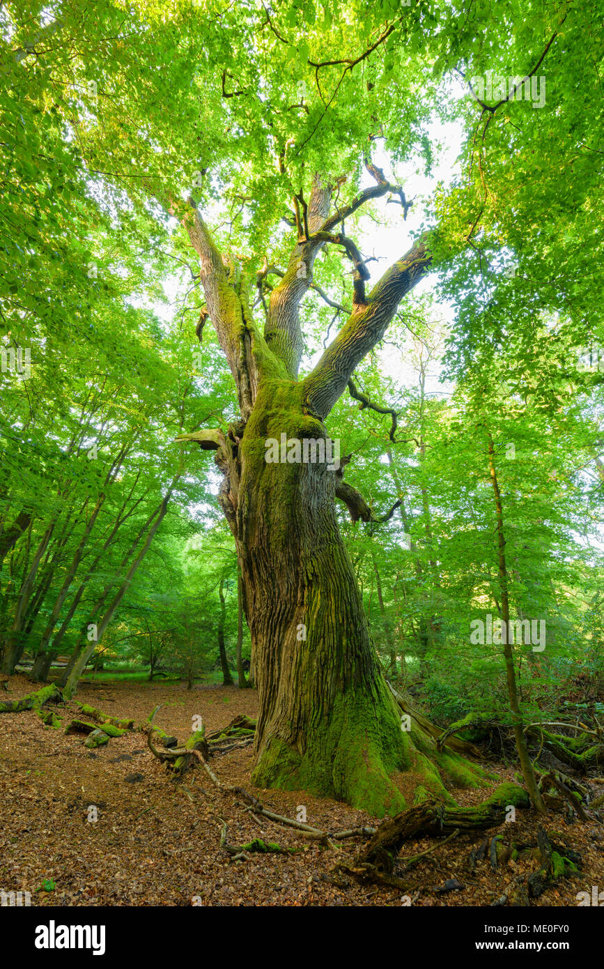 Old, common oak tree with twisted tree trunk in forest in summer, Hesse, Germany Stock Photo