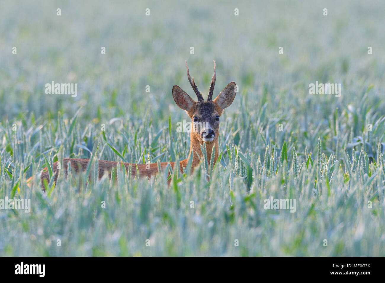 Portrait of western roe deer (Capreolus capreolus), roebuck, with head sticking up from cornfield in Hesse, Germany Stock Photo