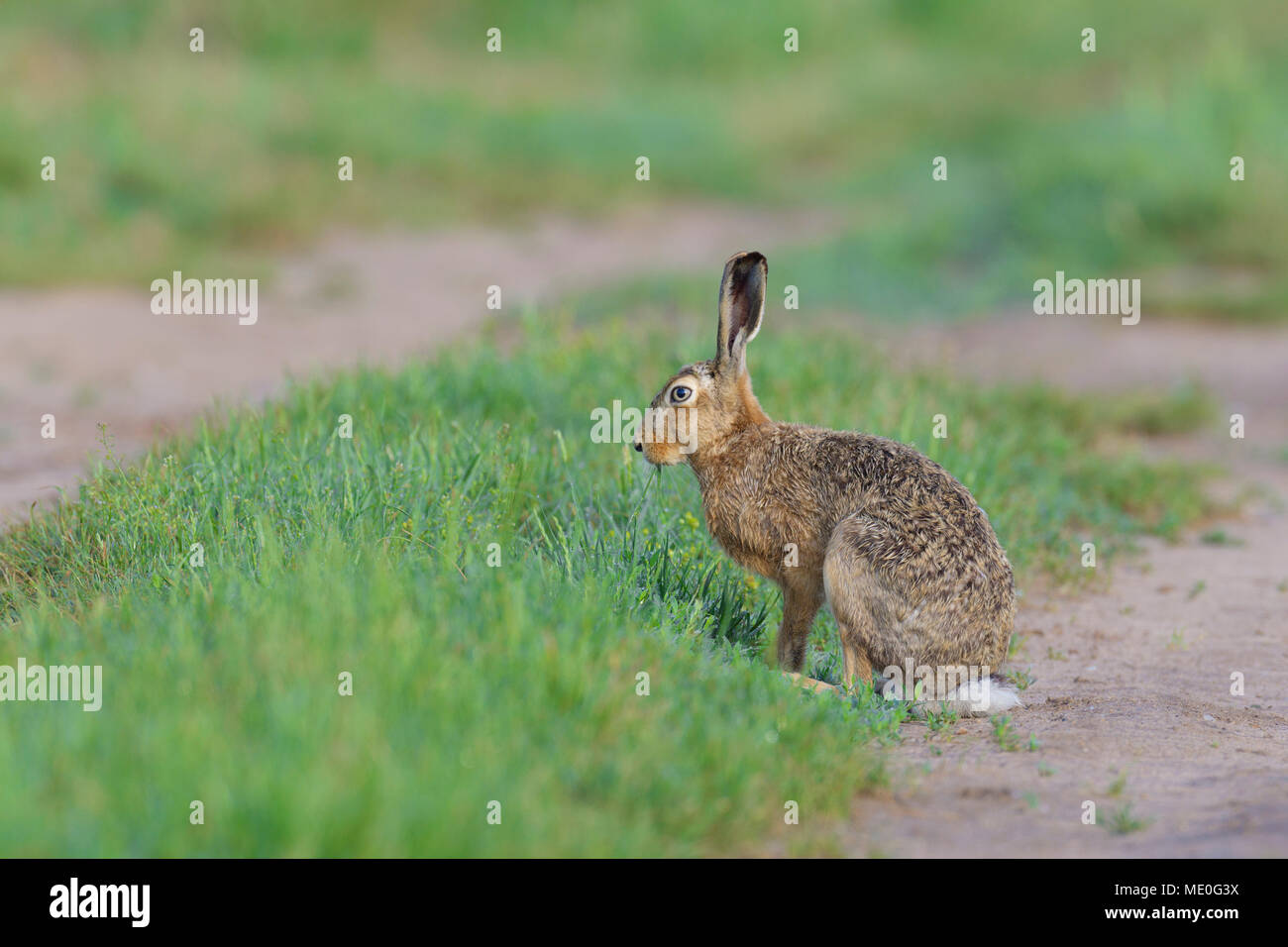 Profile portrait of European brown hare (Lepus europaeus) standing in field in summer in Hesse, Germany Stock Photo