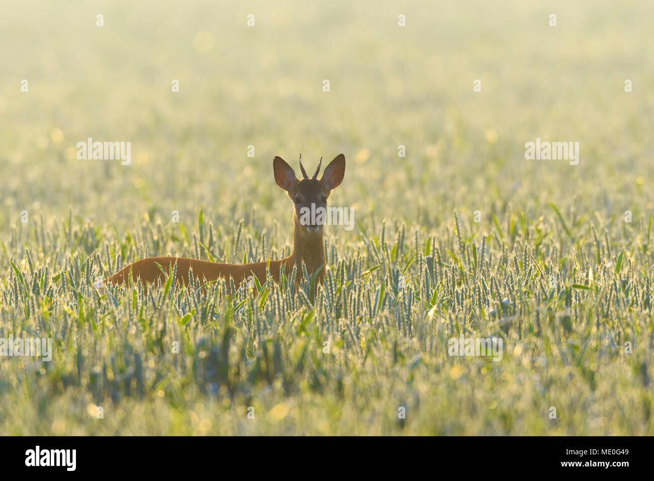 Backlit portrait of western roe deer (Capreolus capreolus), roebuck, with head sticking up from cornfield in Hesse, Germany Stock Photo