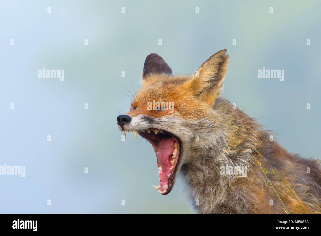 Close-up of a red fox (Vulpes vulpes) screaming in Summer in Hesse, Germany Stock Photo