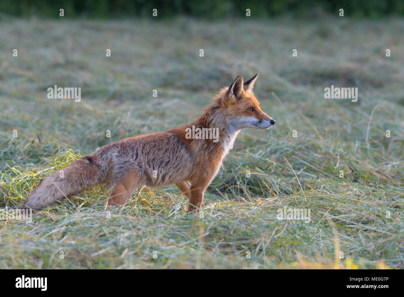 Profile portrait of a red fox (Vulpes vulpes) standing on a mowed meadow looking into the distance in Hesse, Germany Stock Photo