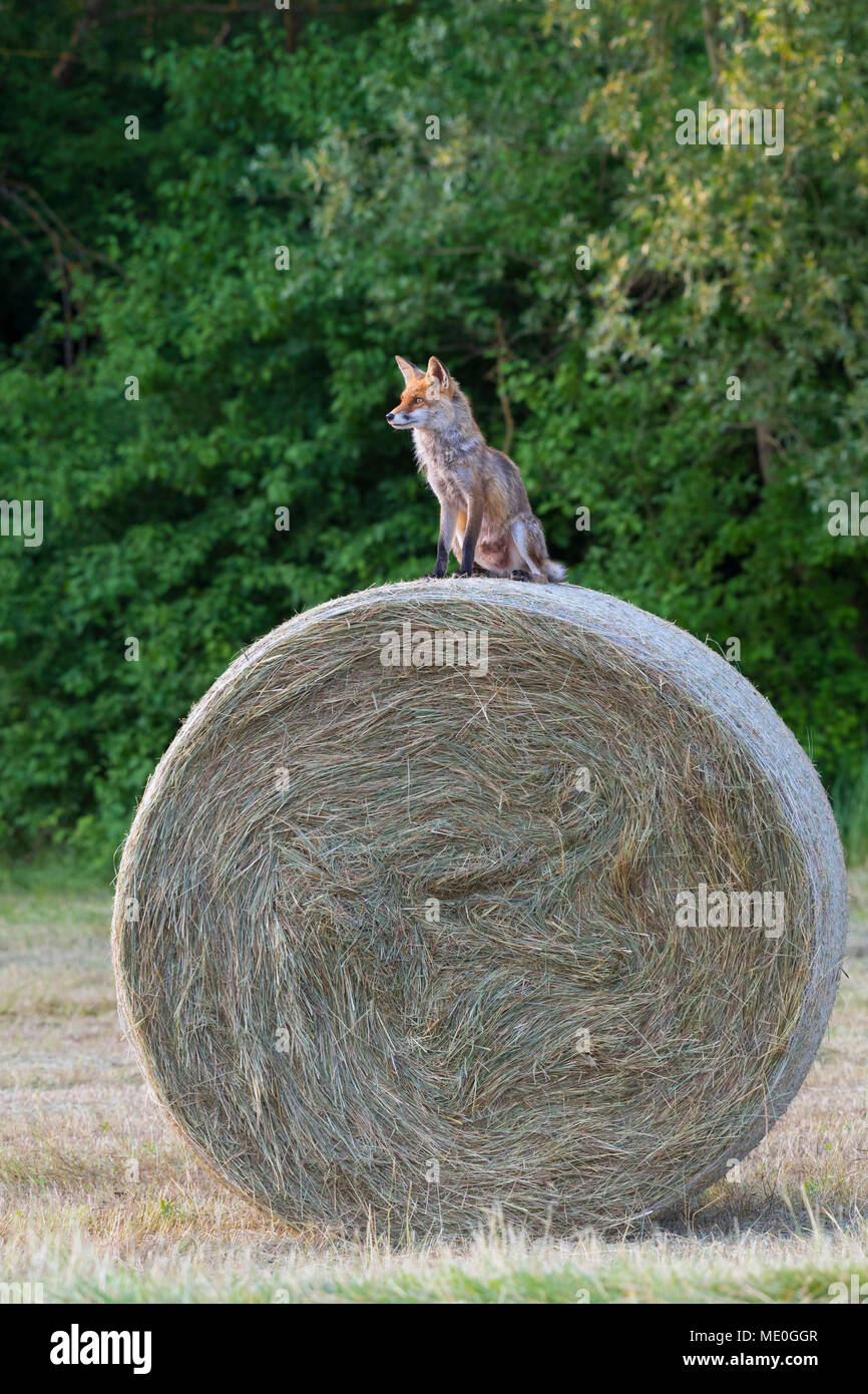 Red fox (Vulpes vulpes) sitting on top of a hay bale looking into the distance in Hesse, Germany Stock Photo