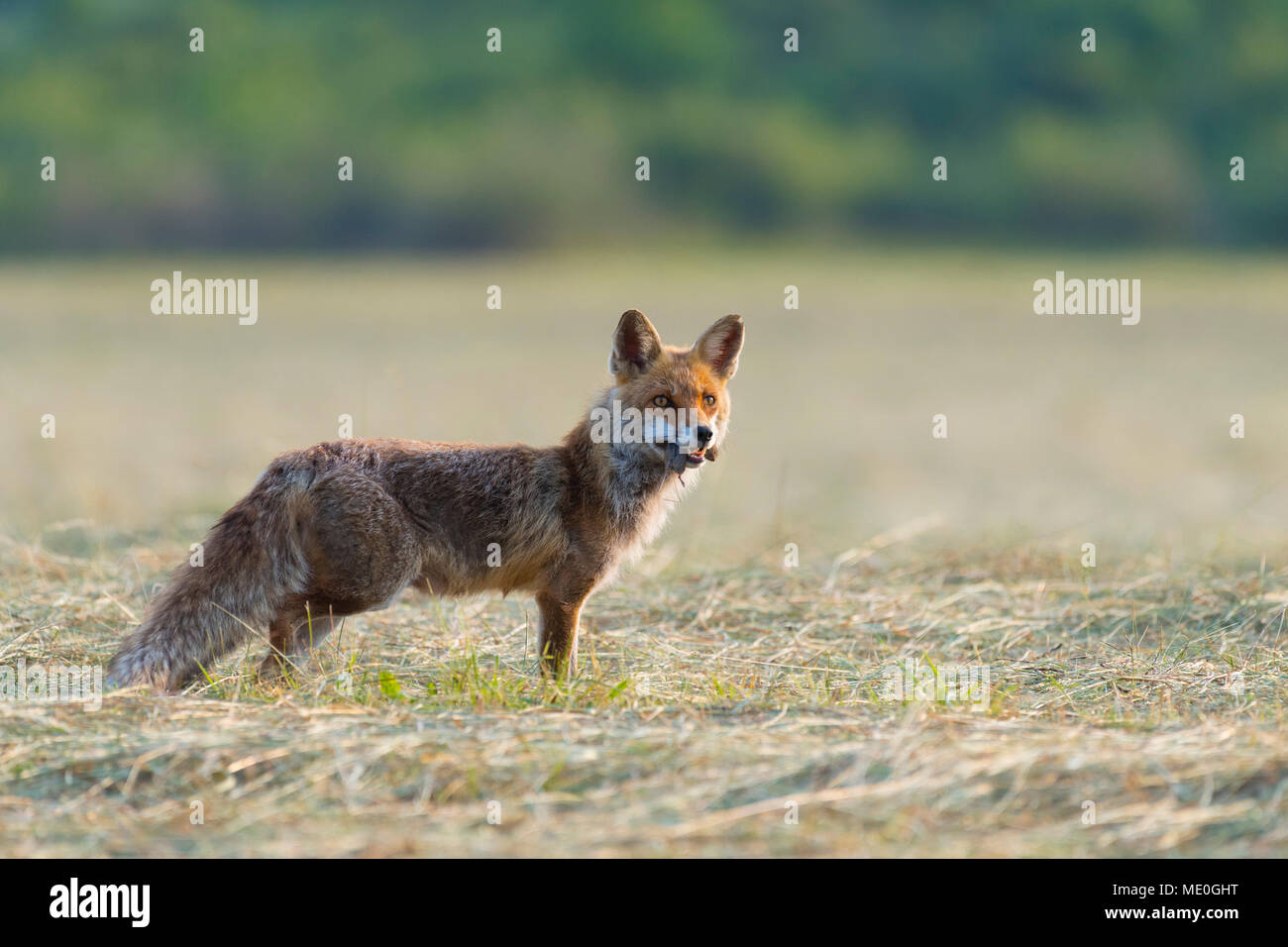 Red fox (Vulpes vulpes) with mouse in mouth standing on mowed meadow and looking into the distance in Hesse, Germany Stock Photo