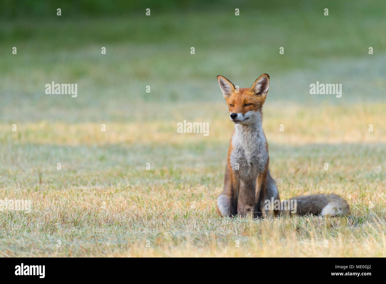 Portrait of a red fox (Vulpes vulpes) sitting on mowed meadow looking away in Summer in Hesse, Germany Stock Photo
