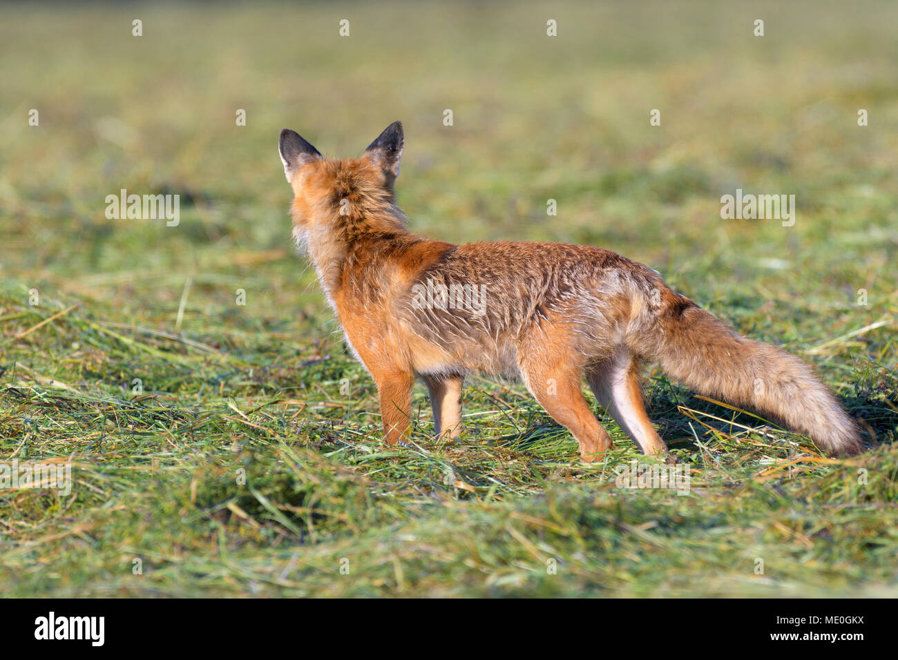 Back view of a red fox (Vulpes vulpes) standing on a mowed meadow watching, Hesse, Germany Stock Photo