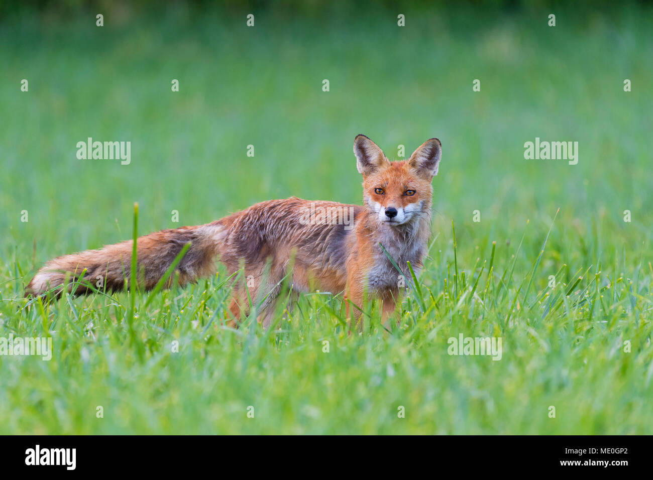 Portrait of alert red fox (Vulpes vulpes) looking at camera standing on a grassy meadow in summer, Hesse, Germany Stock Photo