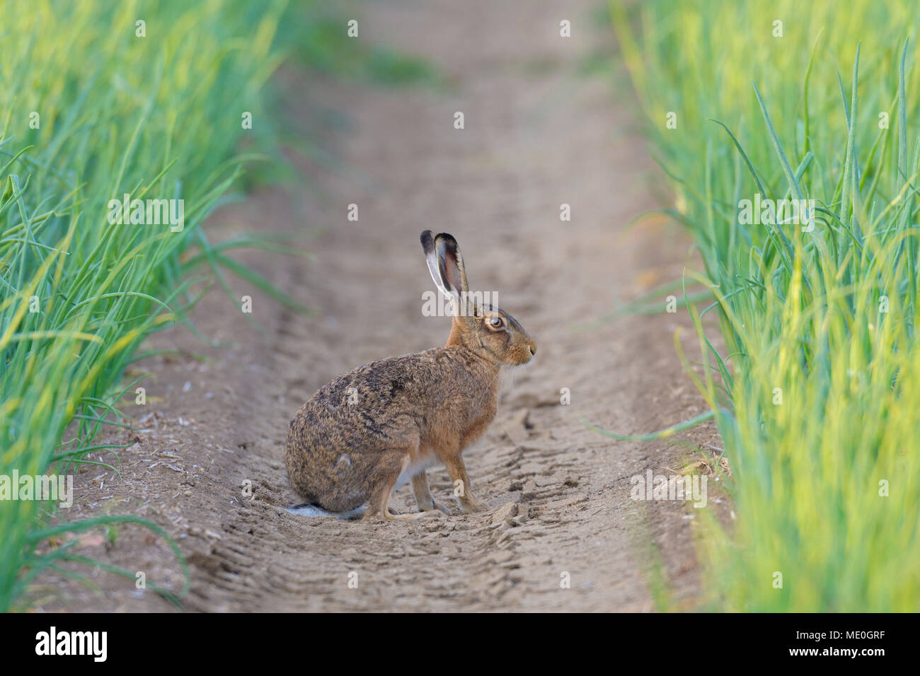 Profile portrait of a European brown hare (Lepus europaeus) sitting in a furrow of an onion field in Hesse, Germany Stock Photo