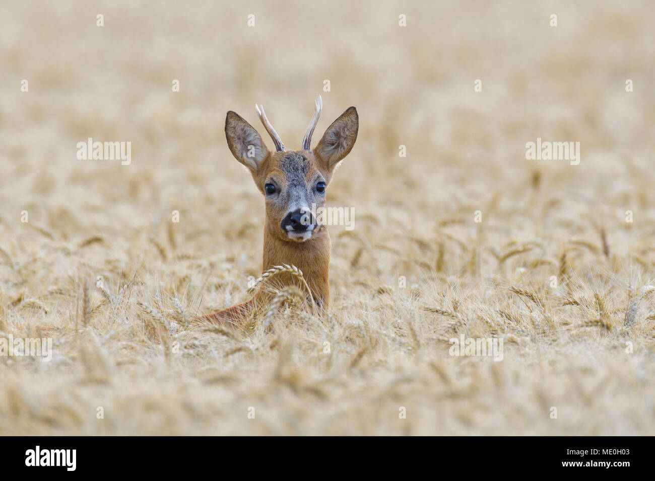 Close-up portrait of a western roe deer (Capreolus capreolus) roebuck peeking up in grain field in Hesse, Germany Stock Photo