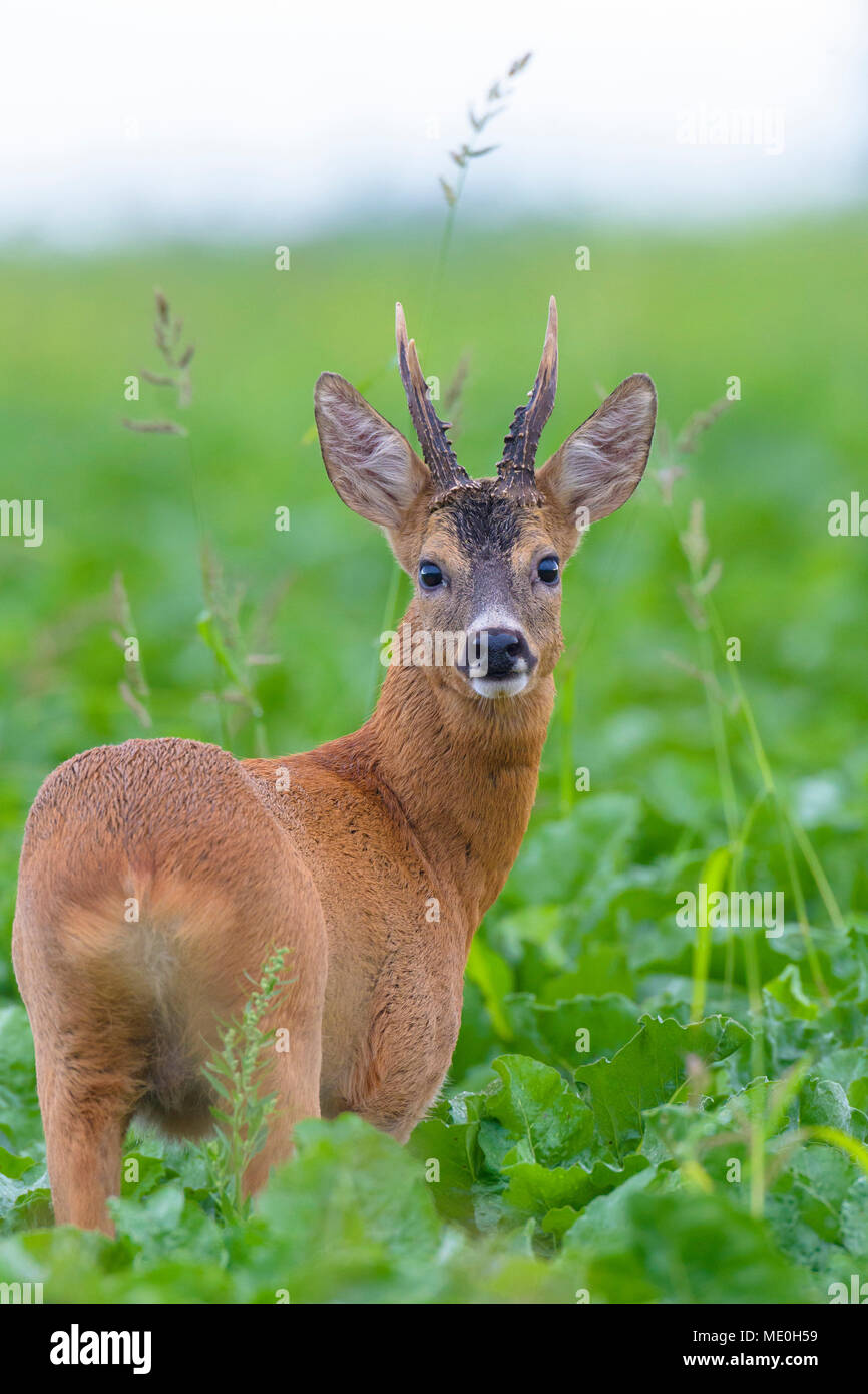 Close-up portrait of roebuck, western roe deer (Capreolus capreolus) standing in field in summer in Hesse, Germany Stock Photo