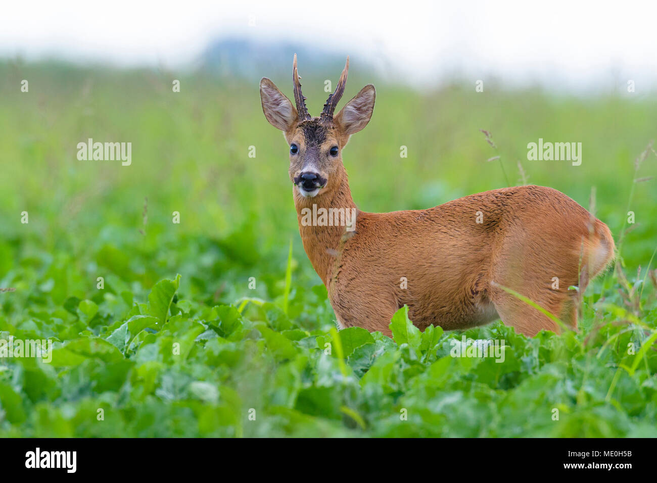 Close-up portrait of roebuck, western roe deer (Capreolus capreolus) standing in field in summer in Hesse, Germany Stock Photo