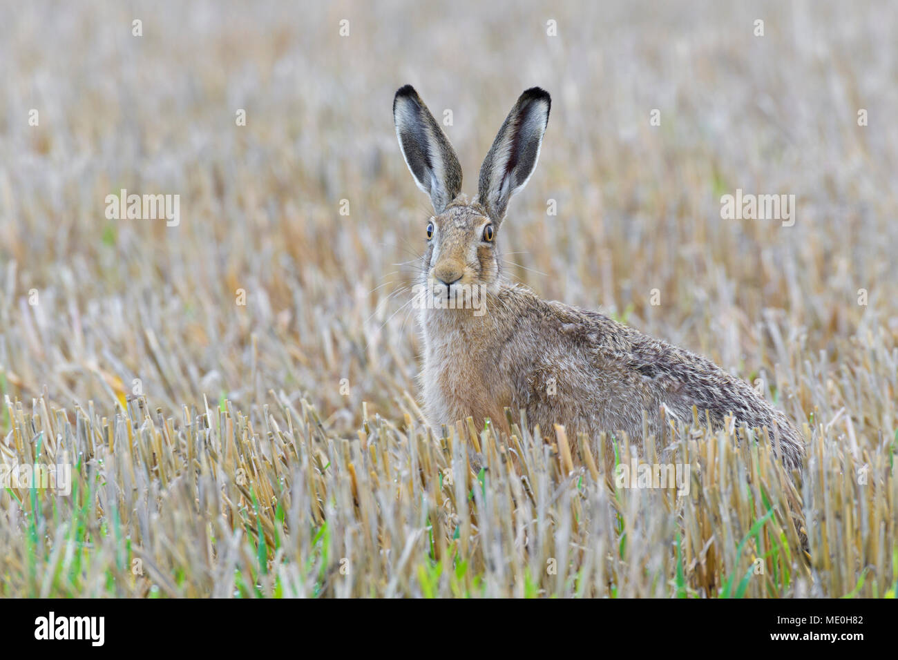 Portrait of a European brown hare (Lepus europaeus) sitting in a stubble field looking at camera in Hesse, Germany Stock Photo