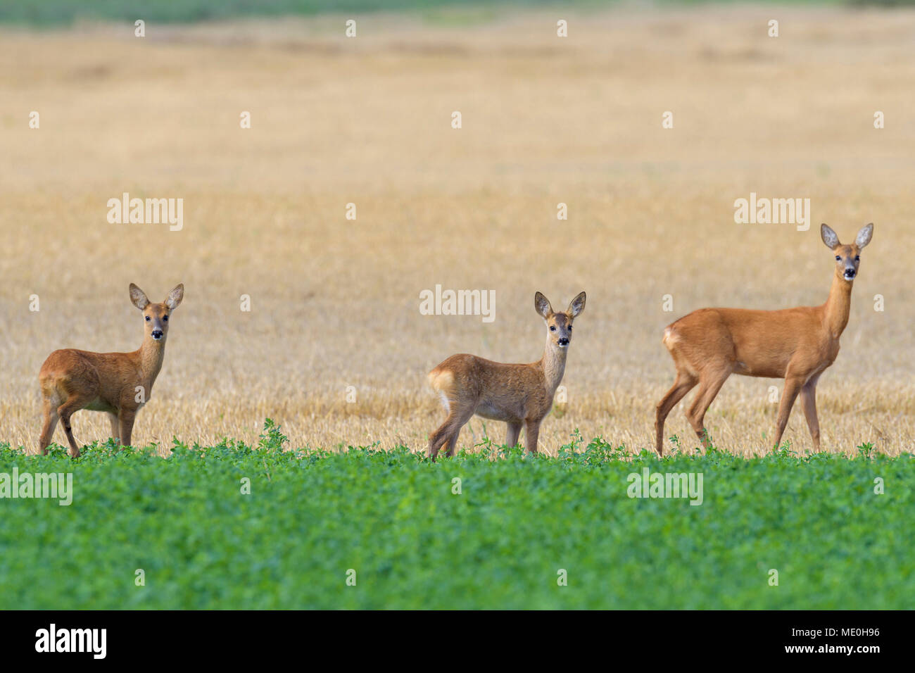 Western Roe deers (Capreolus capreolus), Female with fawns standing in a field looking at camera in Hesse, Germany Stock Photo