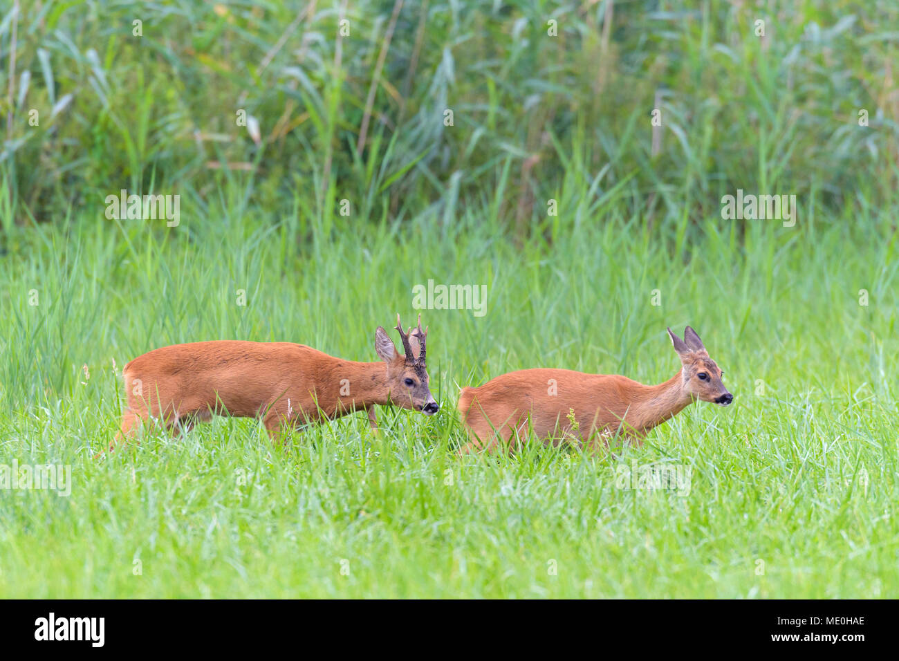 Western roe deers (Capreolus capreolus) walking through a grassy field in rutting season in Hesse, Germany Stock Photo