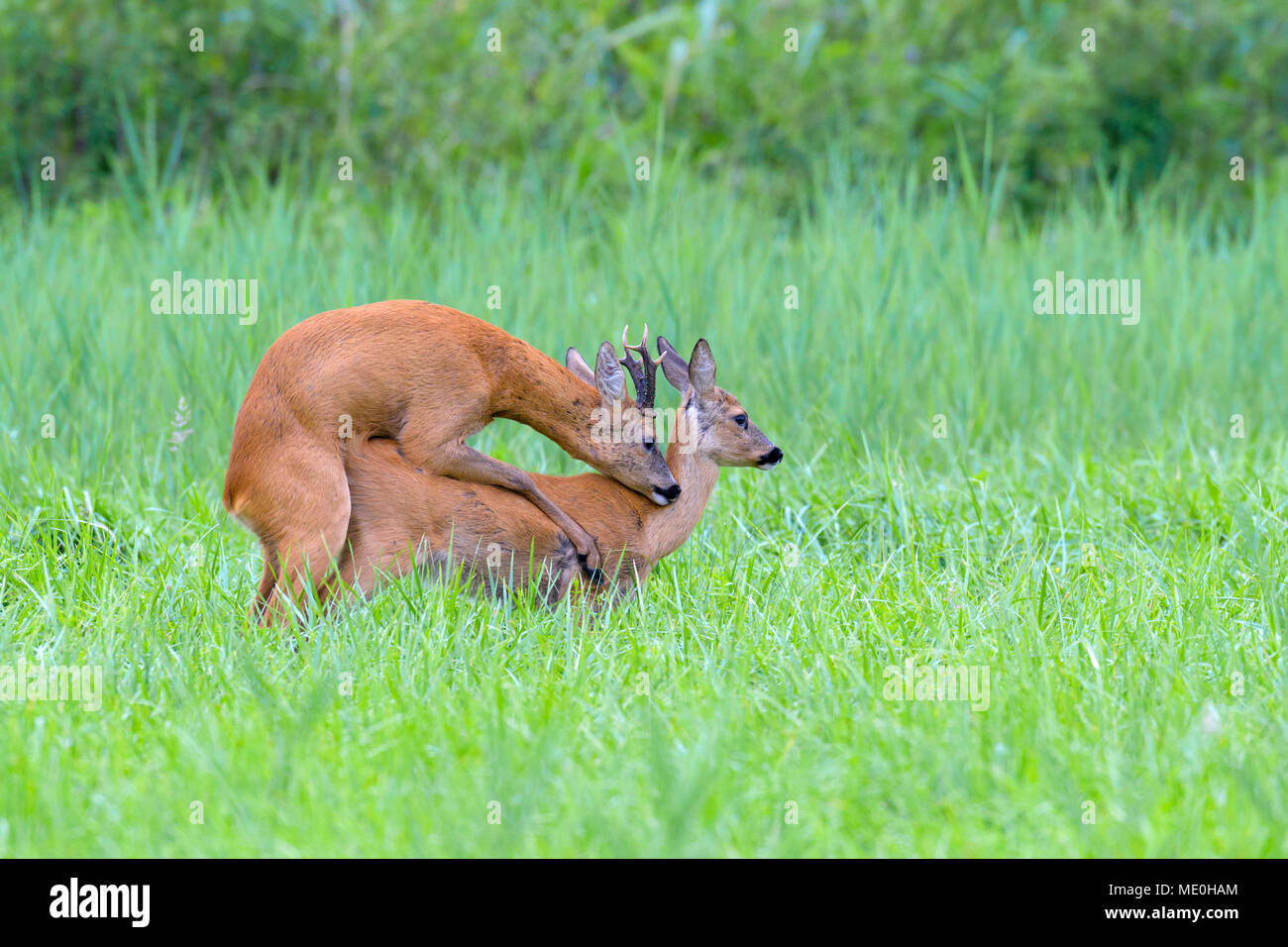Western roe deers (Capreolus capreolus) mating in grassy field in Hesse, Germany Stock Photo