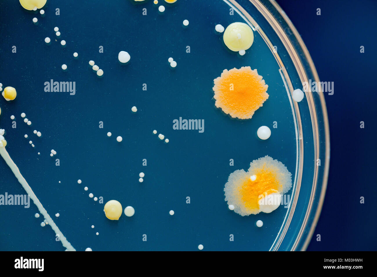 Cultures growing on Petri dish Stock Photo Alamy