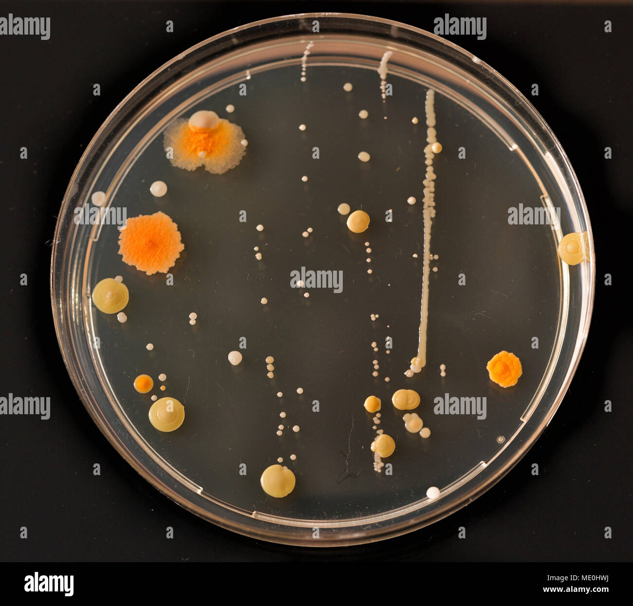 Cultures growing on Petri dish Stock Photo - Alamy