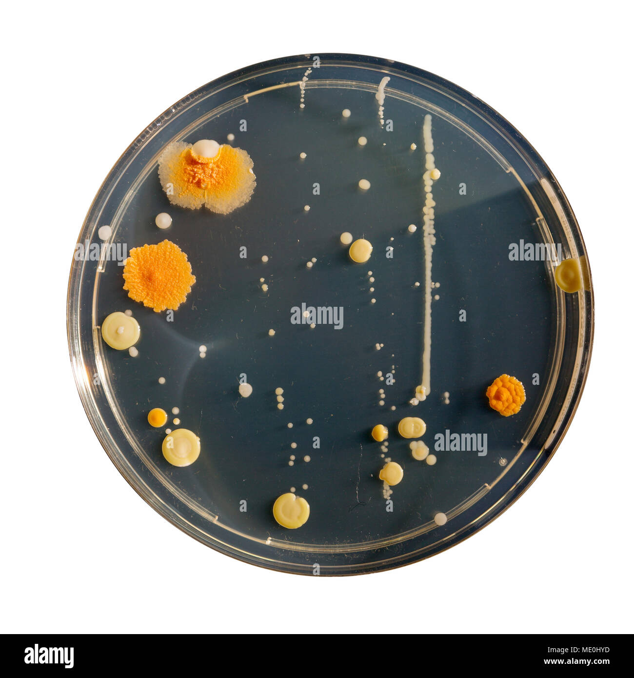 Cultures growing on Petri dish. Stock Photo