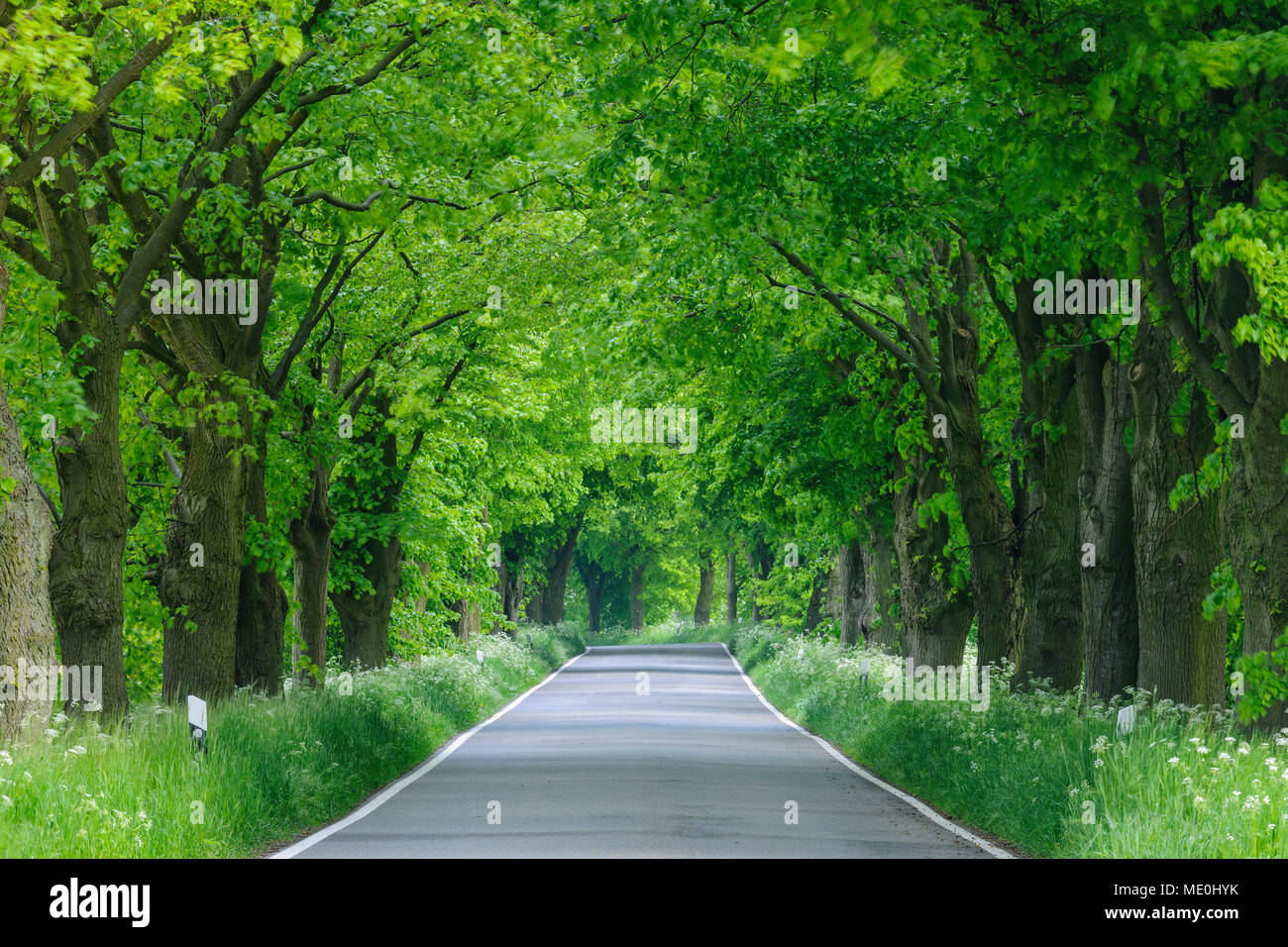 Street lined with lime trees in spring on the Island of Ruegen in Mecklenburg-Western Pommerania, Germany Stock Photo