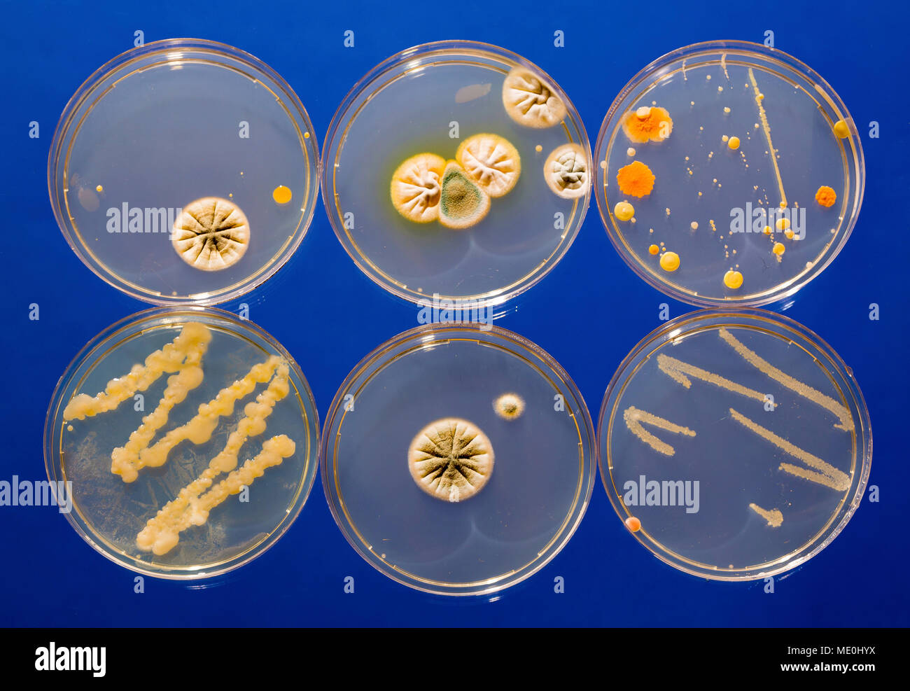 Cultures growing on Petri dishes Stock Photo Alamy