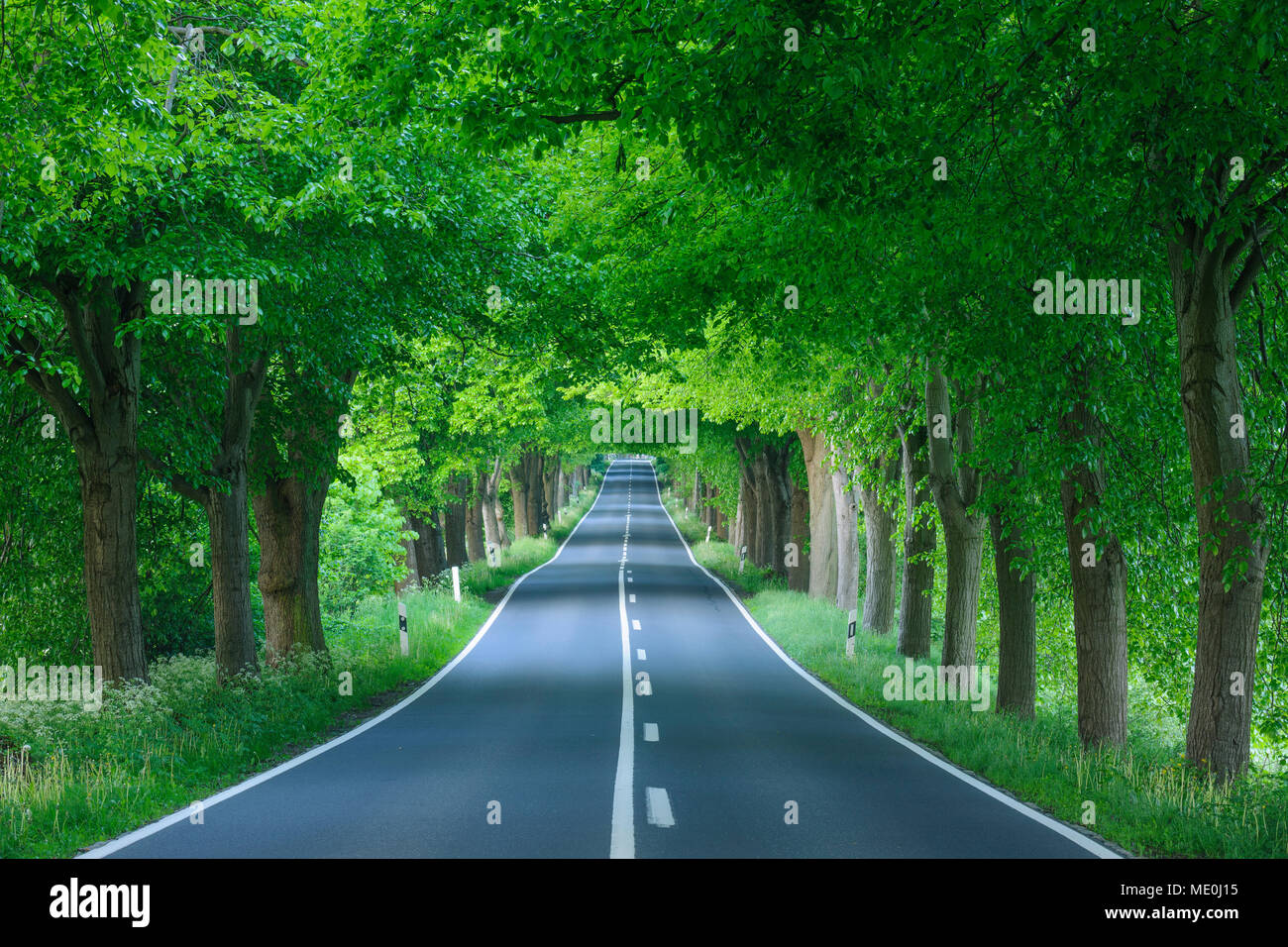 Tree-lined street shaded with lime trees in spring on the Island of Ruegen in Mecklenburg-Western Pommerania, Germany Stock Photo