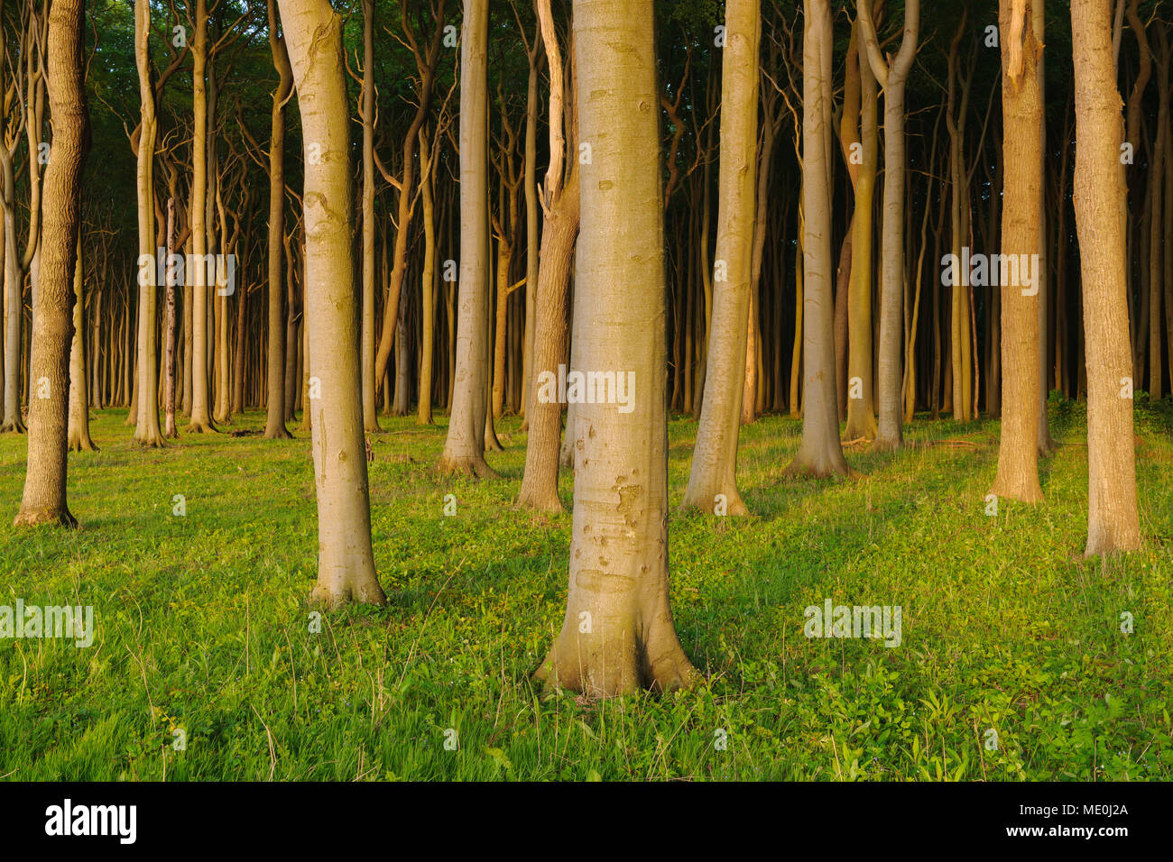 Beech trees in forest at sunset in Gespensterwald (Ghost Forest) in Nienhagen, Mecklenburg-Western Pommerania region, Germany Stock Photo