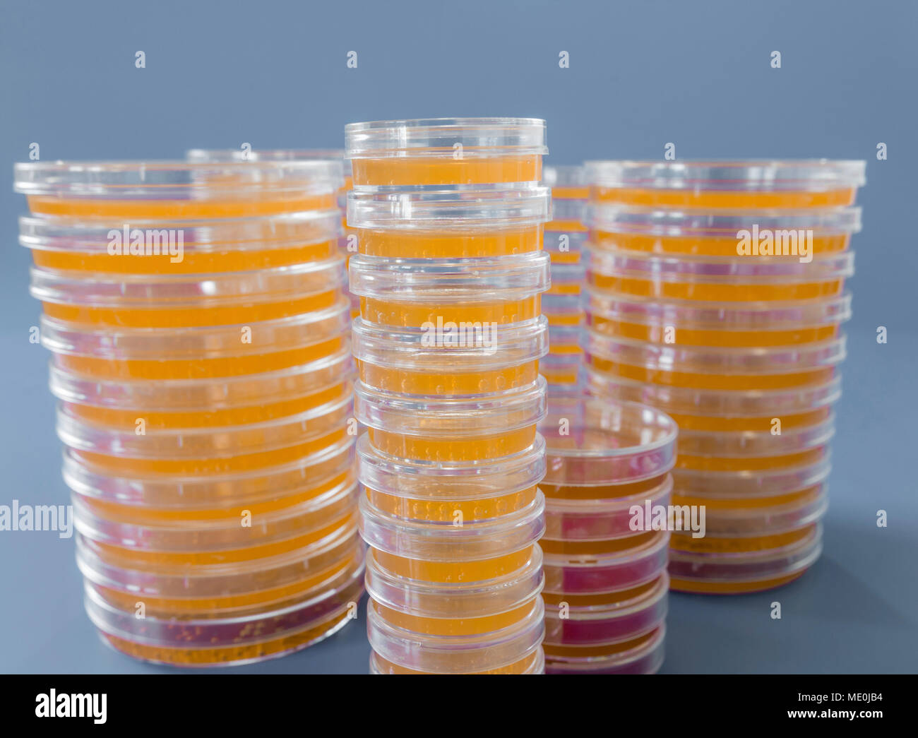 Agar plates. Stacks of Petri dishes with cultured agar Stock Photo Alamy