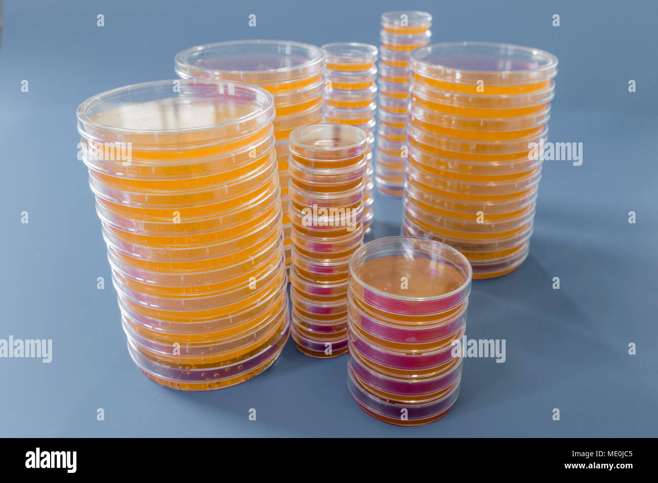 Agar plates. Stacks of Petri dishes with cultured agar Stock Photo Alamy