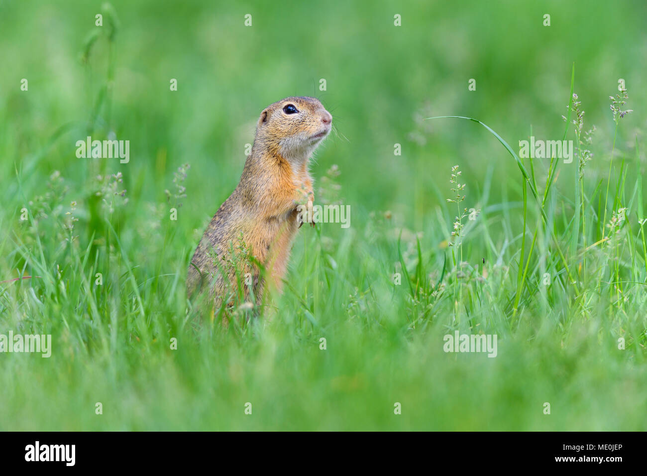 Portrait of European ground squirrel (Spermophilus citellus) standing on hind legs in field in Burgenland, Austria Stock Photo