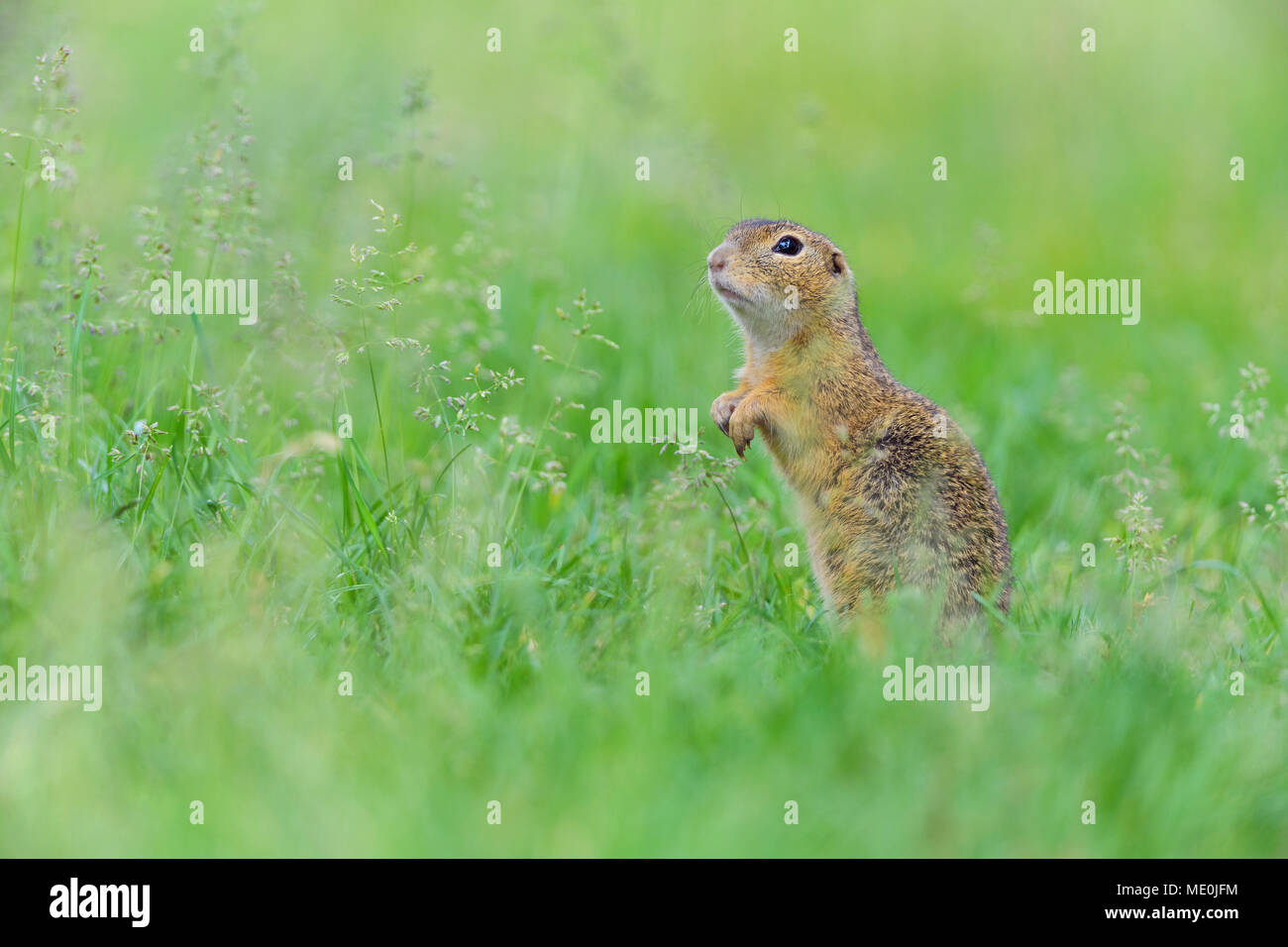 Portrait of European ground squirrel (Spermophilus citellus) standing on hind legs in field in Burgenland, Austria Stock Photo