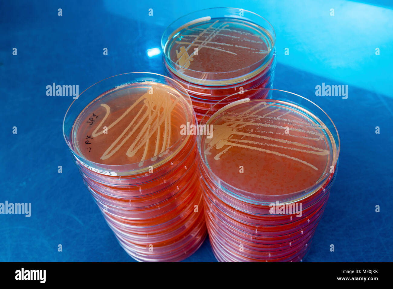 Cultures growing on Petri dish Stock Photo Alamy